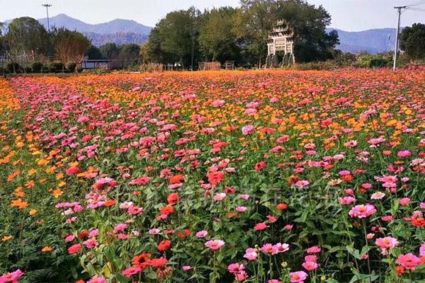 2024龍門花海景區門票多少錢