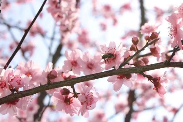 扬州春季赏花地点有哪些