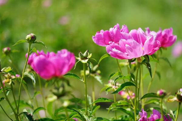 扬州春季赏花地点有哪些