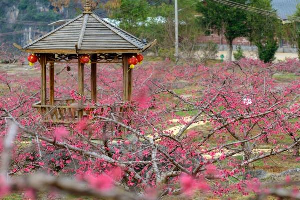 惠州看桃花的地方在哪里