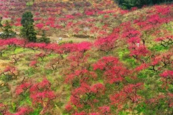 惠州看桃花的地方在哪里