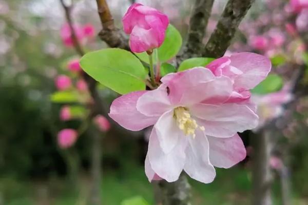 颐和园春季有哪些花看