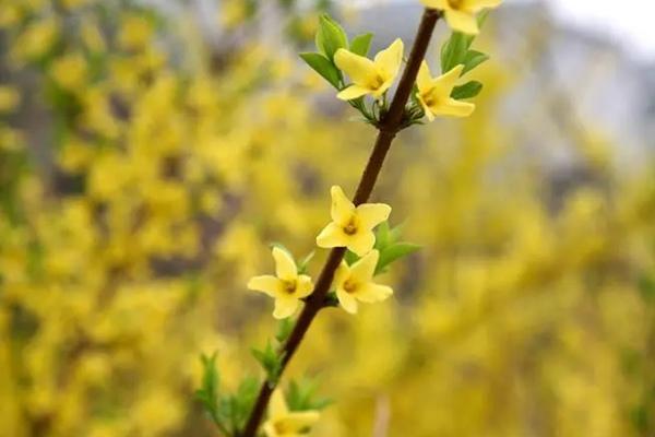 頤和園春季有哪些花看