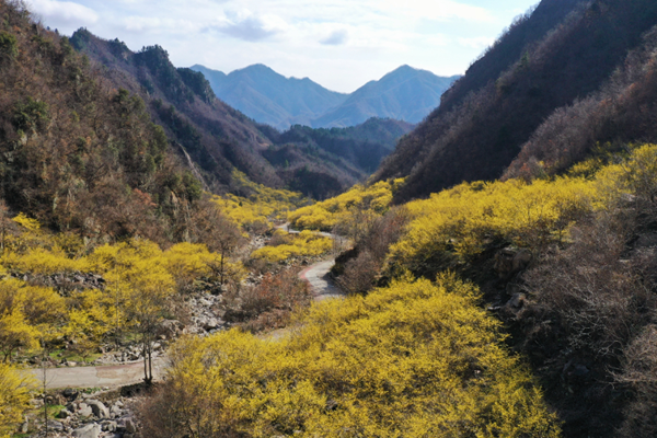 老界岭春季有哪些花看