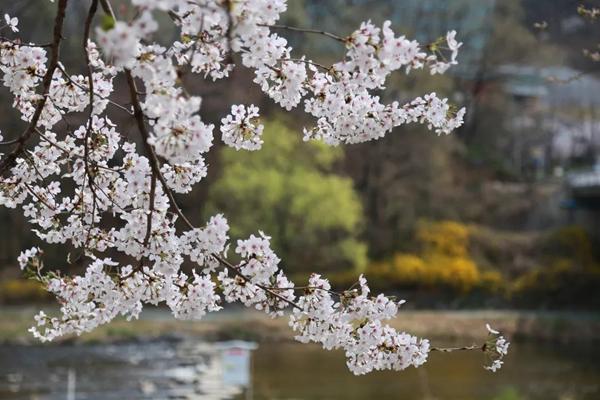 秦岭留坝春季赏花攻略 附详细行程