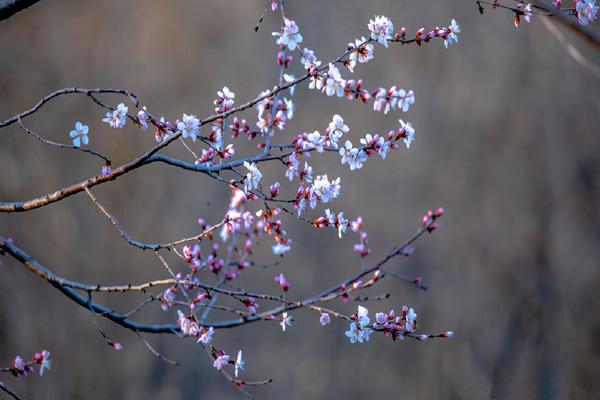 濟南賞花的地方有哪些