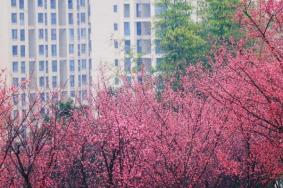 重庆主城踏青赏花的地方有哪些