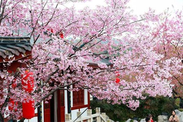 武汉清明节还有樱花吗