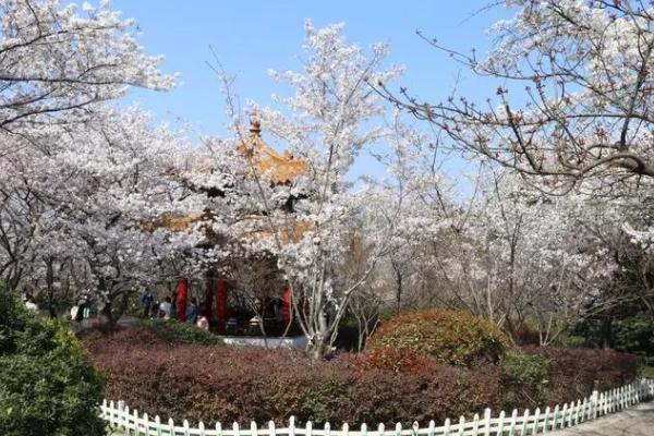 徐州看樱花最好的地方在哪里