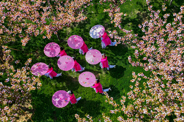 谷陽城遺址公園櫻花什么時候開