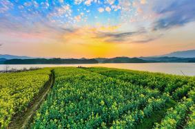 陕西汉中油菜花在哪里?