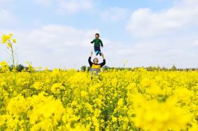 井冈山油菜花什么时候最好看