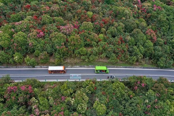 百里杜鵑景區觀光車路線是怎么走的