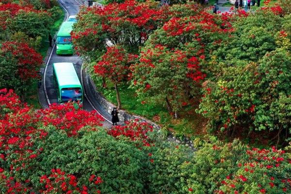 百里杜鵑景區觀光車路線是怎么走的