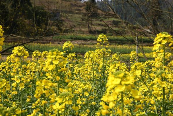 2024漢中油菜花最佳觀賞時間及最佳觀賞地