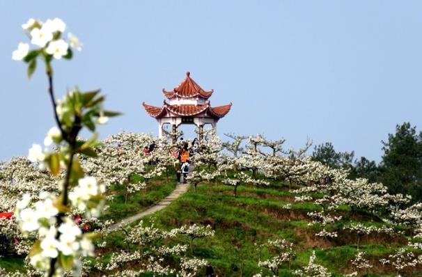 重庆看梨花的地方有哪些