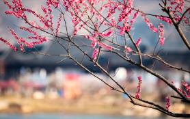 伊蘆山梅園游玩攻略-門票價格-景點信息