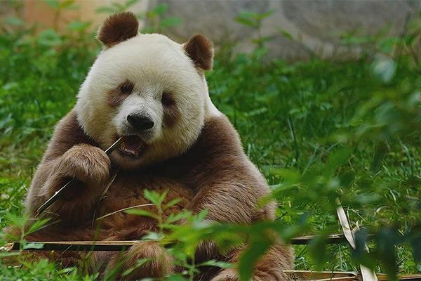 西安哪个动物园有大熊猫