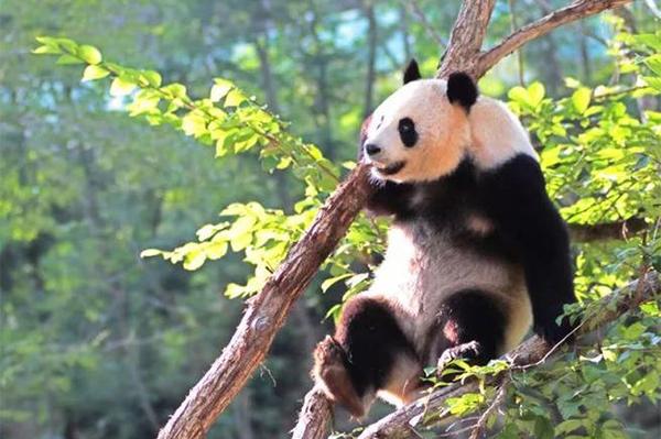 西安哪个动物园有大熊猫