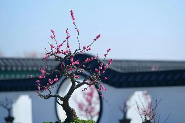 伊蘆山梅園里梅花幾月開