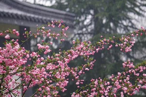南京春季赏花好去处