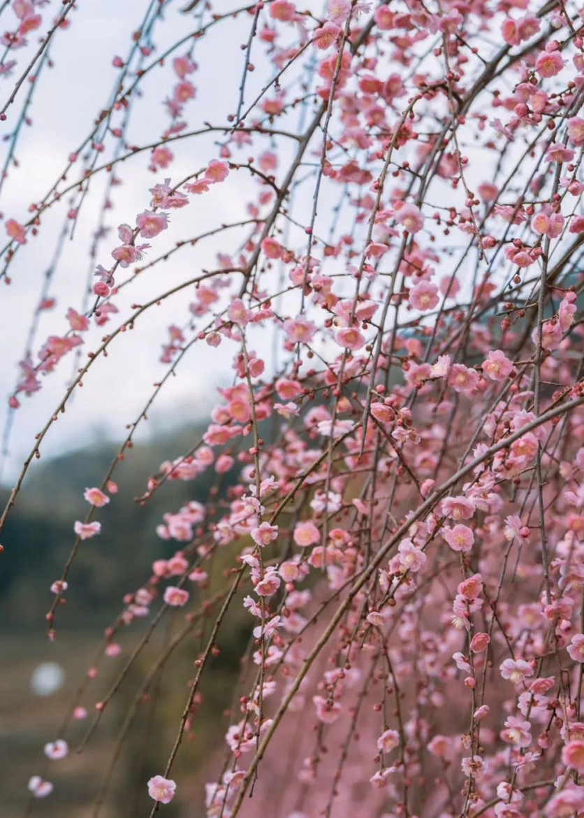 江西春季有哪些赏花的地方推荐？