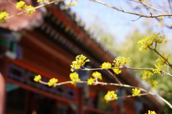 北京市属公园春季都有哪些花看