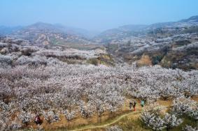 西安看杏花的地方都有哪些景点