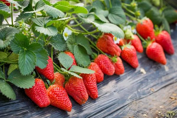 贵阳哪里可以采摘草莓