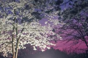 辰山植物园观赏夜樱时间和票价