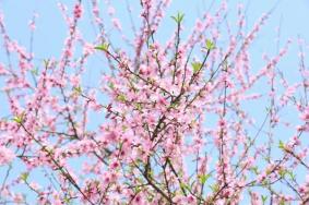 衡阳春季赏花景点有哪些