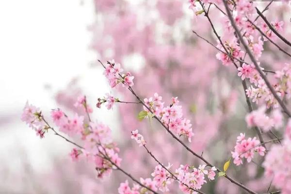 衡阳春季赏花景点有哪些