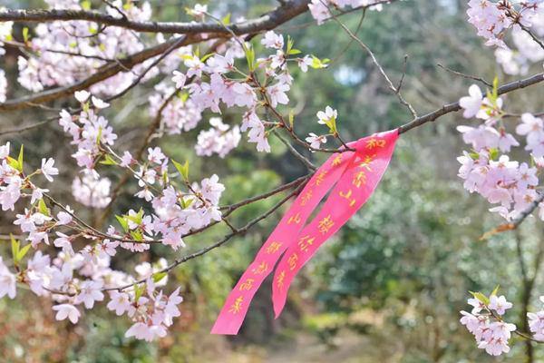 信陽(yáng)春季有哪些賞花的地方推薦