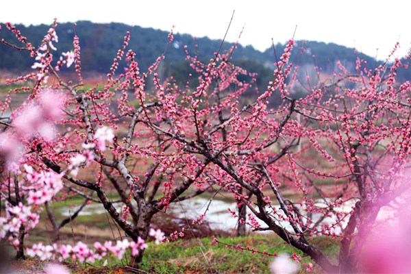 信陽(yáng)春季有哪些賞花的地方推薦