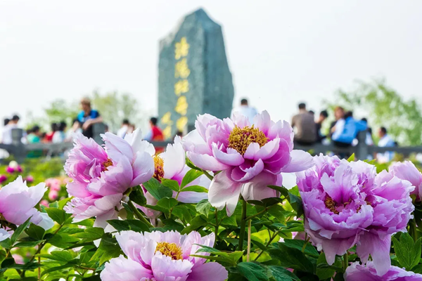 洛阳有哪些看牡丹花的好地方推荐