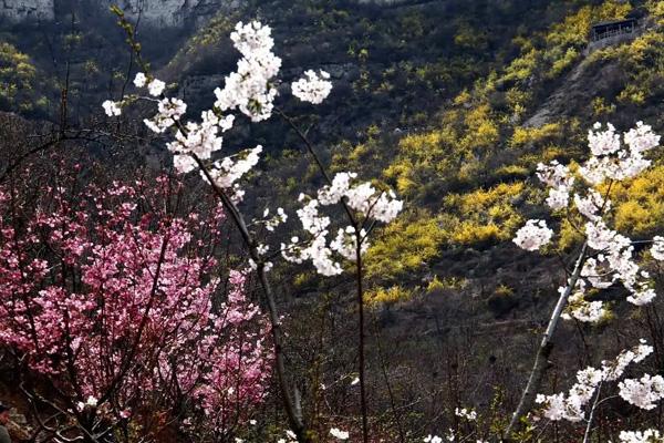 2024淄博齐山樱花节是什么时间举行