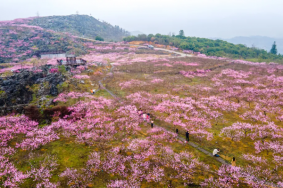 浙江有哪些赏桃花的地点推荐