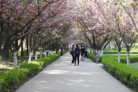 西安交通大学樱花大道在哪