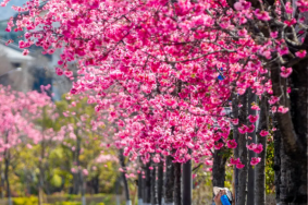 丽江雪山路樱花大道在哪里？限行吗？