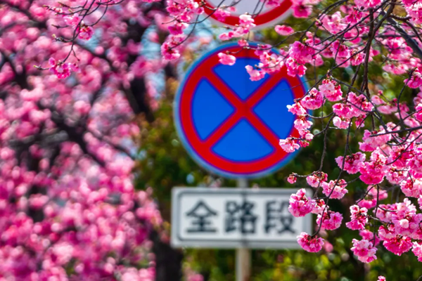 丽江雪山路樱花大道在哪里？限行吗？