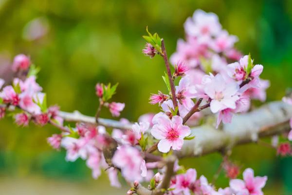 西安看桃花去哪里