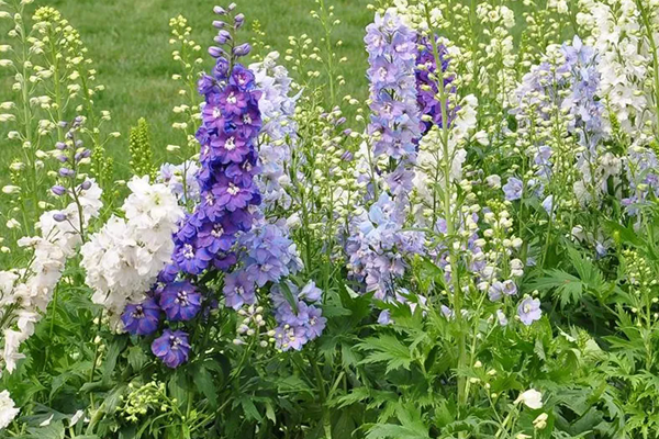 海拉尔春夏时节有哪些赏花的地方和景点推荐