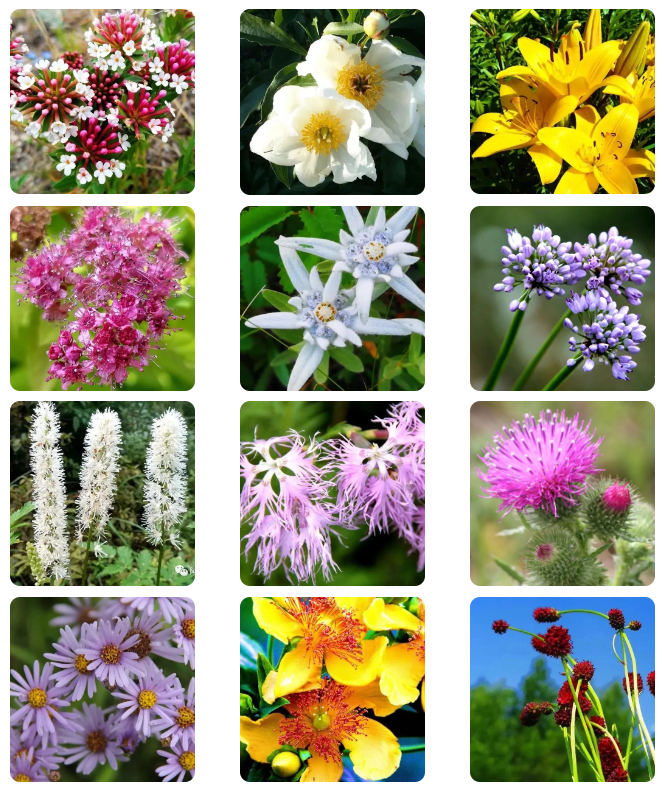 阿尔山春季有哪些花看？有哪些赏花的地方推荐？