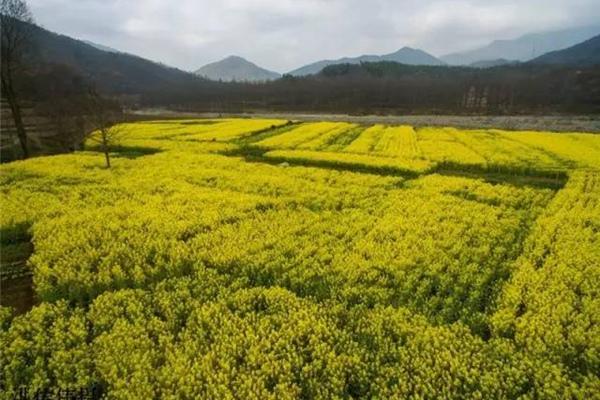 六安有哪些观赏油菜花的好去处