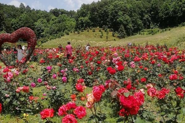 南湖多彩植物園門票優惠政策