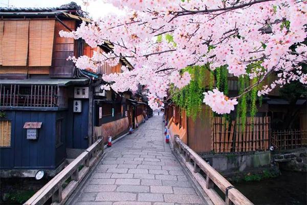 2024日本樱花最佳观赏时间 日本哪里樱花好看