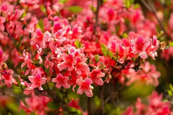 广州白云山春季有哪些花看