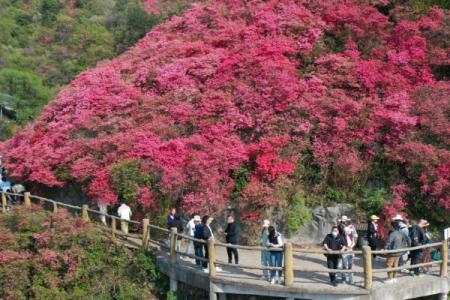 武汉木兰云雾山杜鹃花花期+交通攻略