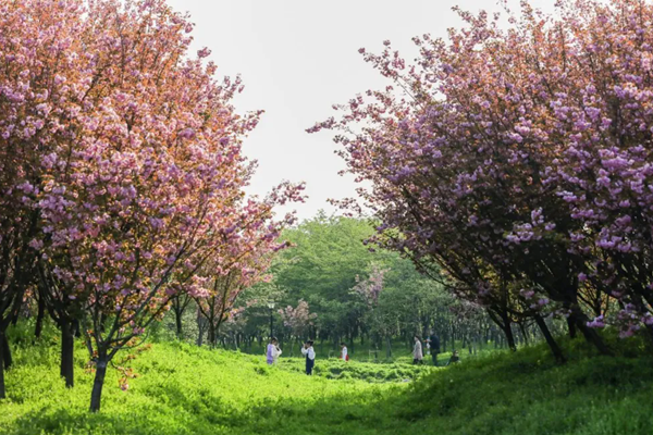 固镇樱花园什么时候开花？几月份去看最好？