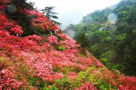 武汉木兰云雾山杜鹃花花期+交通攻略